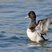 Lesser Scaup